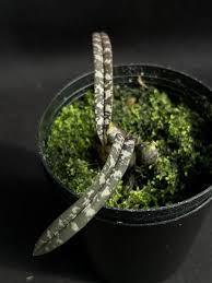 Image result for Oeceoclades perrieri