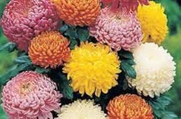 Maybe you would like to learn more about one of these? Avas Flowers Florist Mahwah Nj Sulekha