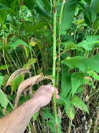 Image result for Polystachya leonardiana