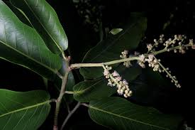 Image result for Chrysobalanaceae