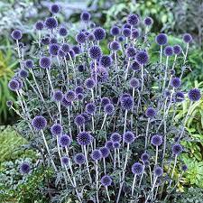 Moreover, healthy for dogs, if they chew them. 8 Dog Safe Plants Full Sun Ideas Plants Dog Safe Plants Garden Plants