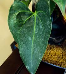 Solving Water Problems For Indoor Plants
