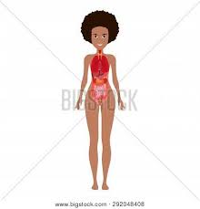 Popular choices include framed prints, canvas prints, posters and jigsaw puzzles. Human Female Body Vector Photo Free Trial Bigstock