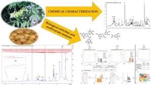 Image result for Ricinodendron