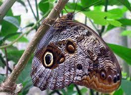 Pin En Zzzy Insectos Mariposas Insectos Libelulas Polillas