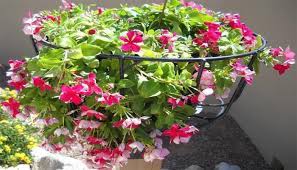 .macam warna bunga vinca vinca alias tapak dara vinca adalah perdu tahunan yang berasal dari madagaskar, namun telah menyebar ke berbagai dulu mungkin. Cara Menanam Dan Merawat Bunga Vinca Gantung Bagi Pemula Agar Cepat Berbunga Faunadanflora Com