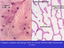Advanced cross section label band set #24. Skeletal System Bone Tissue Powerpoint
