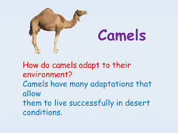 Table of contents adaptation to desert conditions is integrated in the dromedary genome heat shock proteins in arabian camel in relation to other animals.adaptation to desert conditions, dromedary camels have shown interesting findings at the. Ship Of The Desert By Sithara M N Ppt Video Online Download