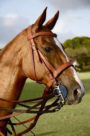 See who is a fan of polo argentina. Pin By Megan Pustarfi On Stuff I Like Polo Pony Polo Horse Horses