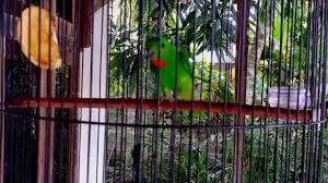 Burung satu ini termasuk dalam family psittacidae dimana. Raja Serindit Gacor Non Stop Tembakan Vareasi Milik Mastor S Memet Youtube
