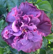 Image result for Hibiscus barbosae