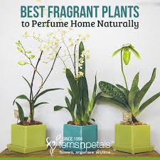 The flowers were named after dr the jasmine flowers themselves are delicate and quite feminine, with a very distinctive smell and jasmine. 7 Fragrant Plants To Perfume Your Home Naturally