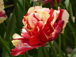 Sie ist die berühmteste blumenparade in holland und eine perfekte kombination mit einem besuch der keukenhof blumengarten. Zur Tulpenblute In Holland Keukenhof