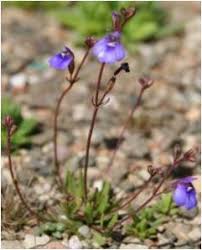 Image result for Crepidorhopalon tenuis