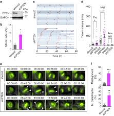 Current version as at 11 jul 2021. Pten Regulates Eg5 To Control Spindle Architecture And Chromosome Congression During Mitosis Nature Communications