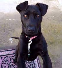15 Lab Terrier Ideas Terrier Dogs Puppies