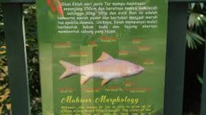 Abal aban abang abangan abangga abangmu abangnya abar abaran abas abasiah abatoar abau abbreviata abc abdas abdi abdikasi abdomen abdominal abdu abductee abduh abduksi abduktor abdul abdullah abdurrahman abe abece abel abelmaschus abelmoschus aben aberasi abesif abet abi abian abid. Hobbies Archives Taman Negara Malaysia