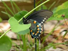 Image result for Buchnera crassifolia