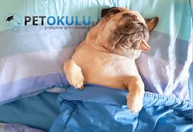 Ruyada Kopek Gormek Ne Anlama Gelir Kopek Gorme Pet Okulu