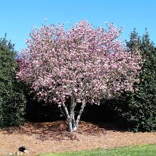 Indeed, there is a magnolia for most of the country, from the northeast to southern california. Jane Magnolia Trees For Sale Brighterblooms Com