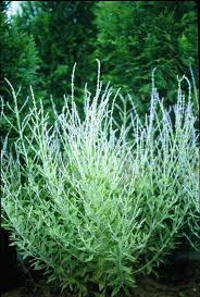 Image result for perovskia atriplicifolia 'little spire'