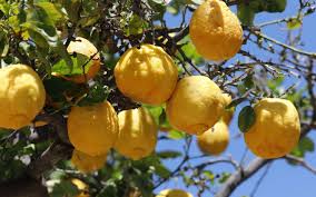 Comment Cultiver Un Citronnier En Pot Cultiver Planter Des Graines De Citron Planter Des Graines