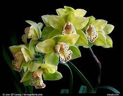 Picture Photo Cymbidium Fanfair A Hybrid Orchid Orchids Cymbidium Orchids Flowers Photography