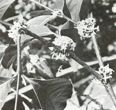 Image result for Malouetia