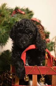 Check out our poodle doodle selection for the very best in unique or custom, handmade pieces from our shops. Spin Poodle Facebook