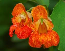 Image result for Impatiens zombensis