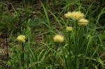 Image result for Cyperus hemisphaericus
