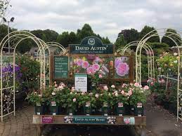 Beautiful, fragrant summer blooms, go online to see our full range of roses today. Carpo Ø¯Ø± ØªÙˆÛŒÛŒØªØ± Absolutely Love This Variety From David Austin Roses Olivia Rose Austin Is Stunning And Smells Fantastic Squiresgc Milford Daustinroses Roses Https T Co C4lcmijrxq