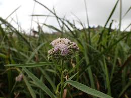 Image result for Ethulia conyzoides