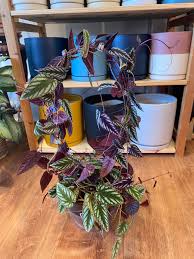 Image result for Cissus faucicola