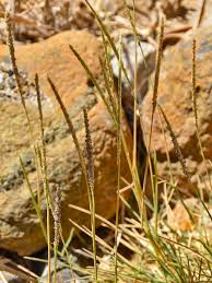 Image result for Sporobolus spicatus