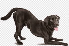 Labrador Retriever Meksika Tuysuz Kopek Fransiz Bulldog Alman Coban Kopekler Hayvanlar Etobur Hayvan Evde Beslenen Hayvan Png Pngwing