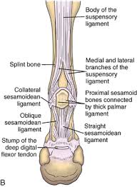 There are four main tendons and ligaments at the back of the horse's leg that do the majority of the work: Tendon Ligament Bone And Cartilage Anatomy Physiology And Adaptations To Exercise And Training Veterian Key