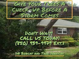 At Dn Bobcat Services Inc We Have A Certified Tree Care Expert With Several Years Of Professional Experience Wh Tree Trimming Service Tree Care Tree Trimming