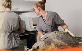 The first male and female finishers will receive gift card prizes while the first k9. Pets Vets Victoria Park The Veterinary Map