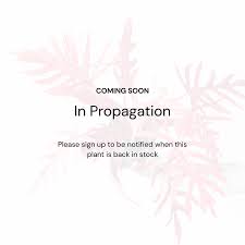 Image result for Calvoa