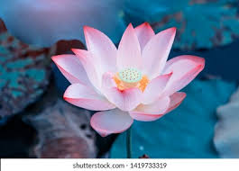 492+ Thousand Pink Garden Lilies Royalty-Free Images, Stock Photos &  Pictures