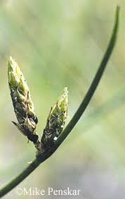 Image result for Schoenoplectus erectus