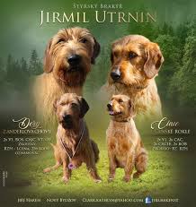 Image result for štýrský brakýř