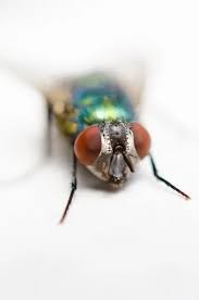 The apartment was comfortably warm in comparison with hotels in antwerp i stayed before. How To Get Rid Of Green Flies How I Get Rid Of