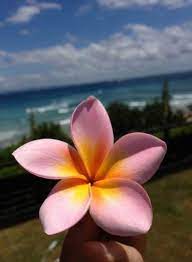 Best Flowers Quotes Hibiscus 44 Ideas Amazing Flowers Beautiful Flowers Hibiscus