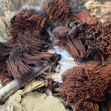 Image result for Stemonitis splendens