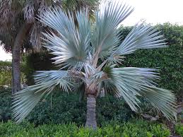 Image result for Latania loddigesii