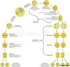 Mitosis And Meiosis Comparison Of Phases Scheme With