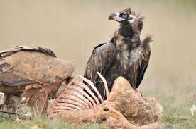 Why Are Vultures Important Vulture Conservation Foundation
