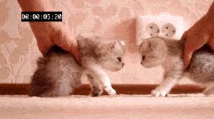 # love # rainbow # sweet # thank you # thanks. Thank You Cat Gif 6 Gif Images Download